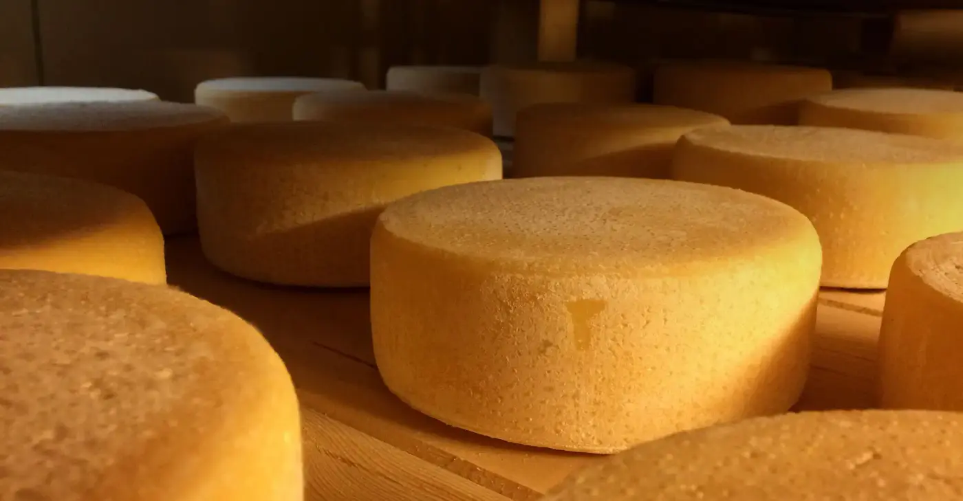 Forme di formaggio sugli scaffali di stagionatura
